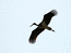 Black Stork (Ciconiua nigra) is rare but regular passage visitor to area